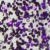 Purple Glitter (GT11)